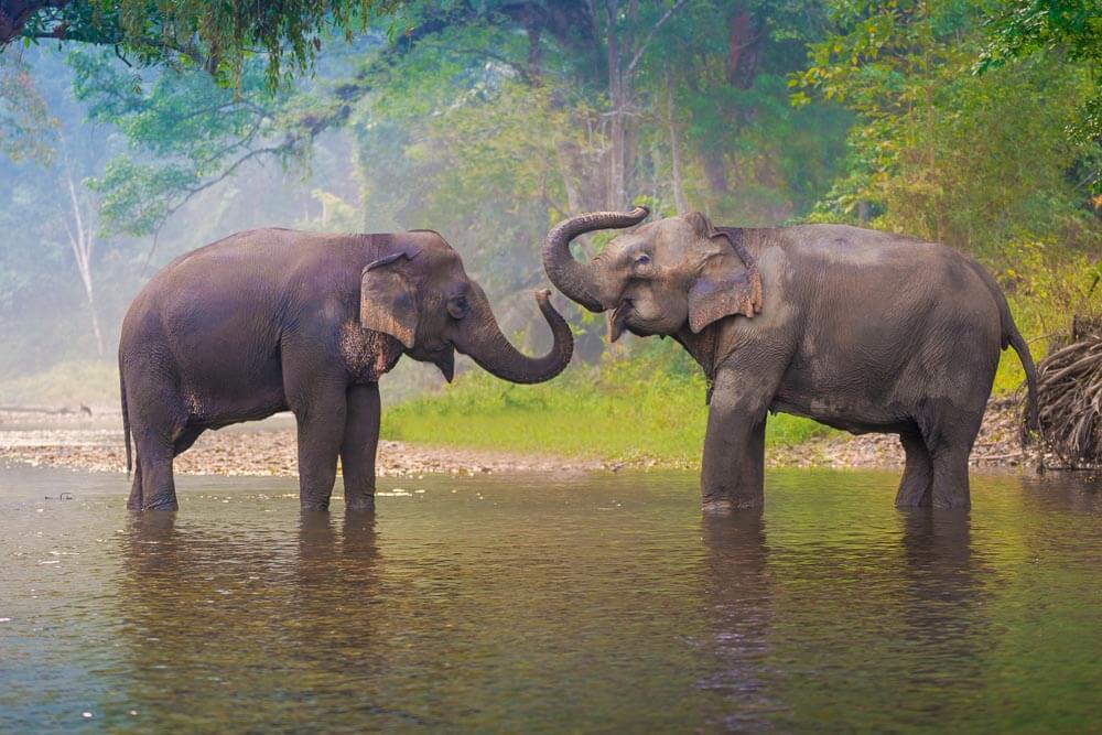 слоновьи холмы кхао сок | купание со слонами в таиланде | природный парк слонов таиланд