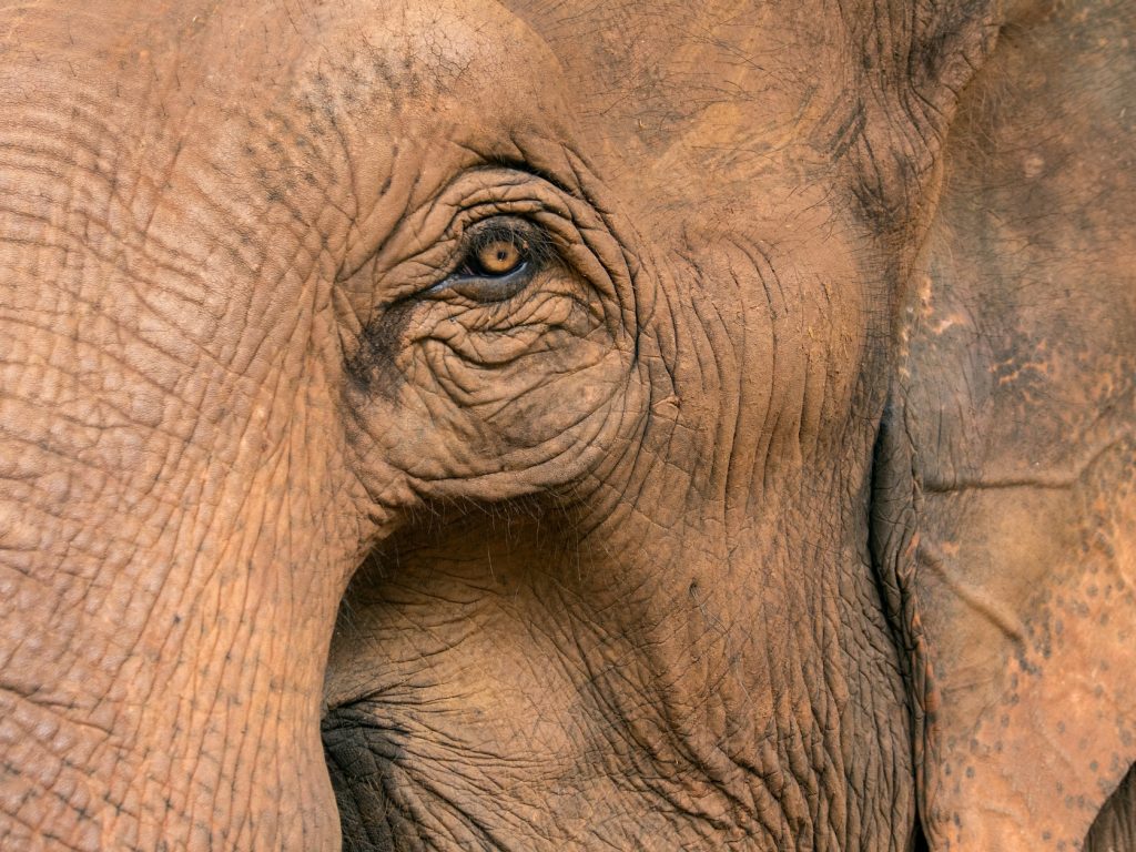 محمية الفيلة