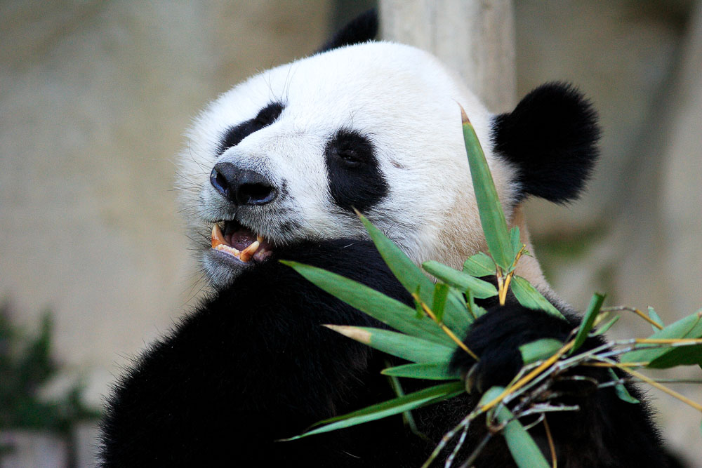 Chiang Mai Zoo