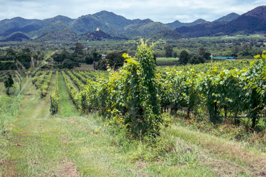 Виноградник “Муссонная долина
