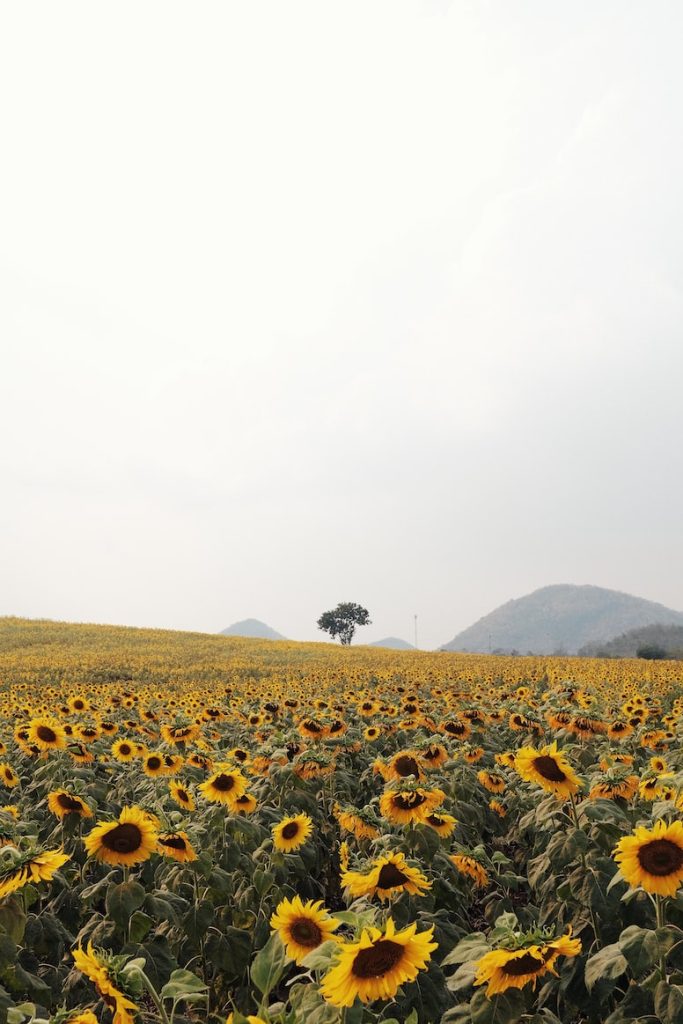 Rai Maneesorn Sunflower Field