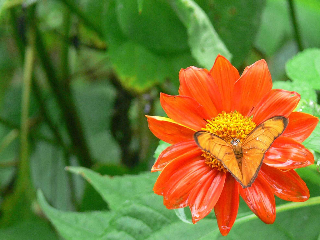 Сад бабочек и мир насекомых на Пхукете