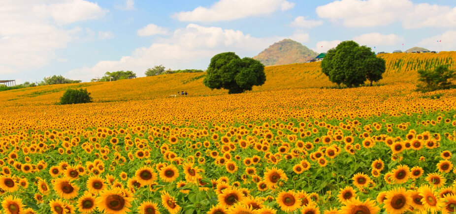 Rai Maneesorn Sunflower Field