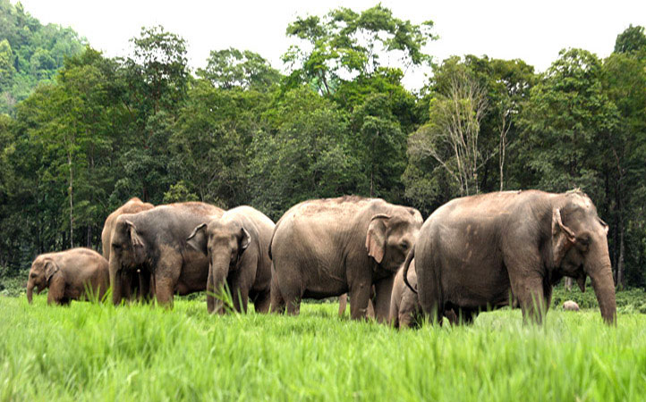 حديقة الفيلة الطبيعية