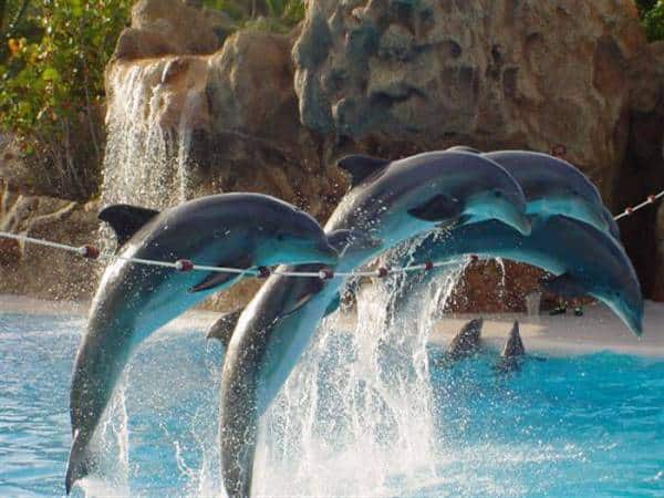 Dolphinarium Pattaya