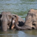 Мир слонов