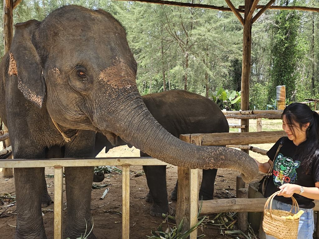 Заповедник слонов в Кхао Лак